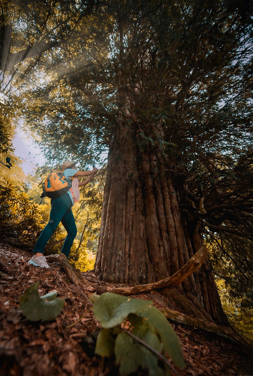 Anıt Porsuk Ağacı