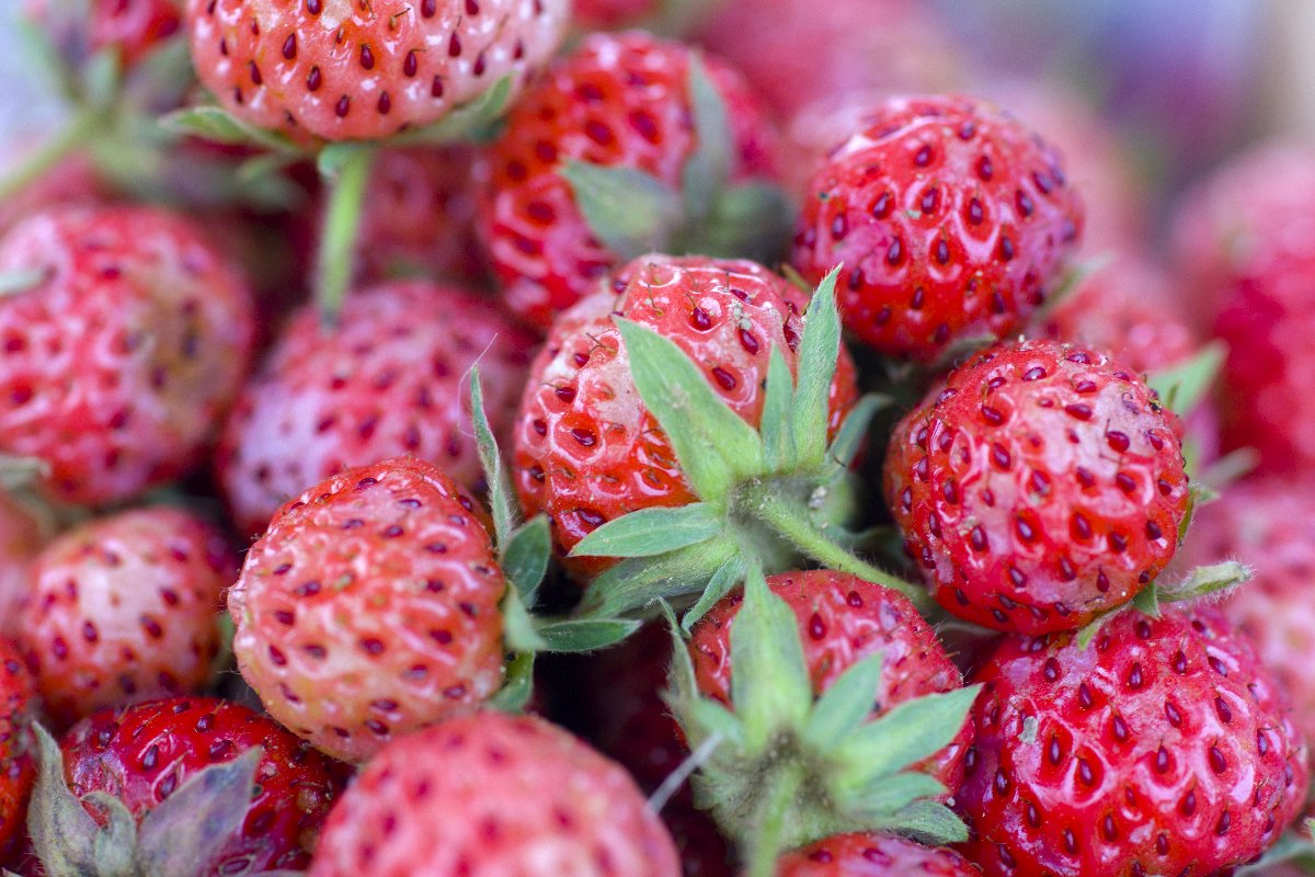 Kdz. Eregli Ottoman Strawberry